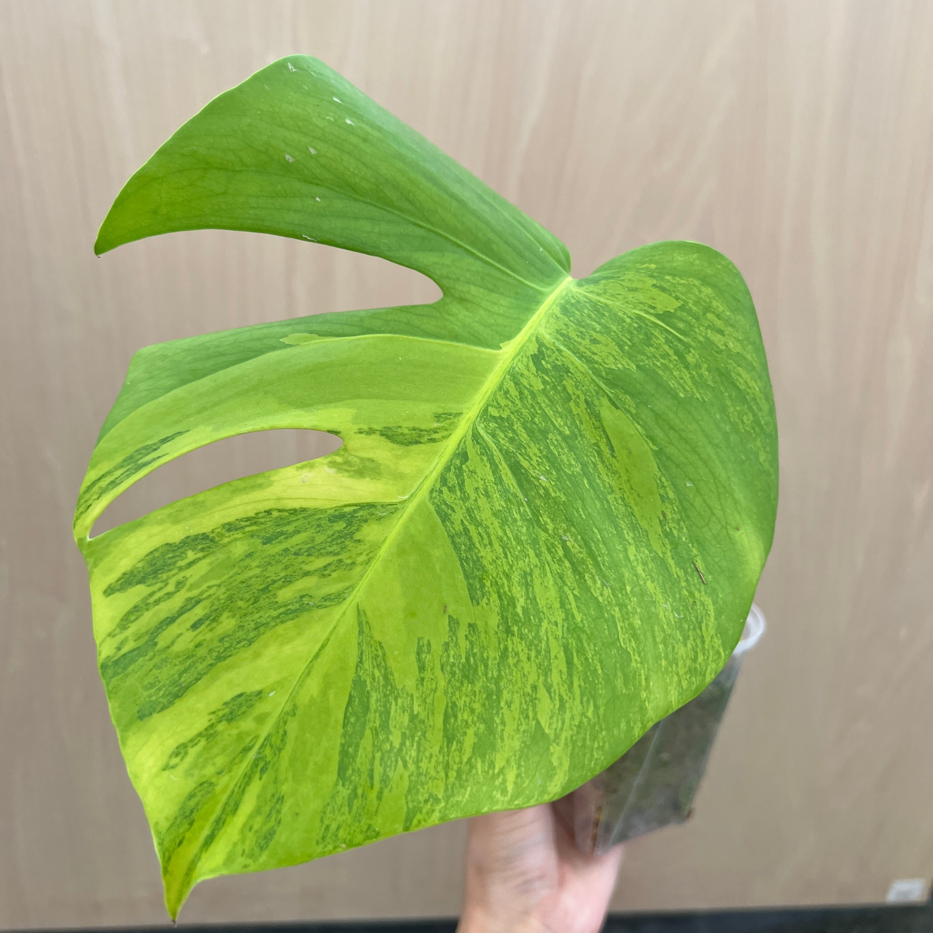 No.21071 モンステラ オーレア 茎挿し – 植物家族