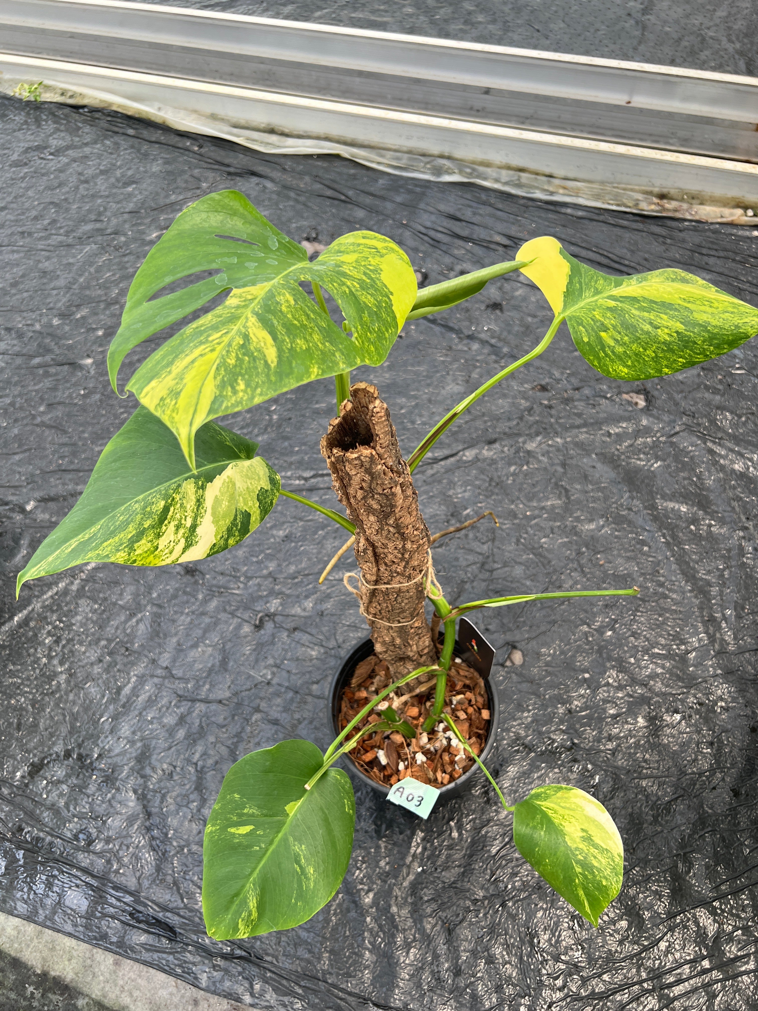商品 – 植物家族