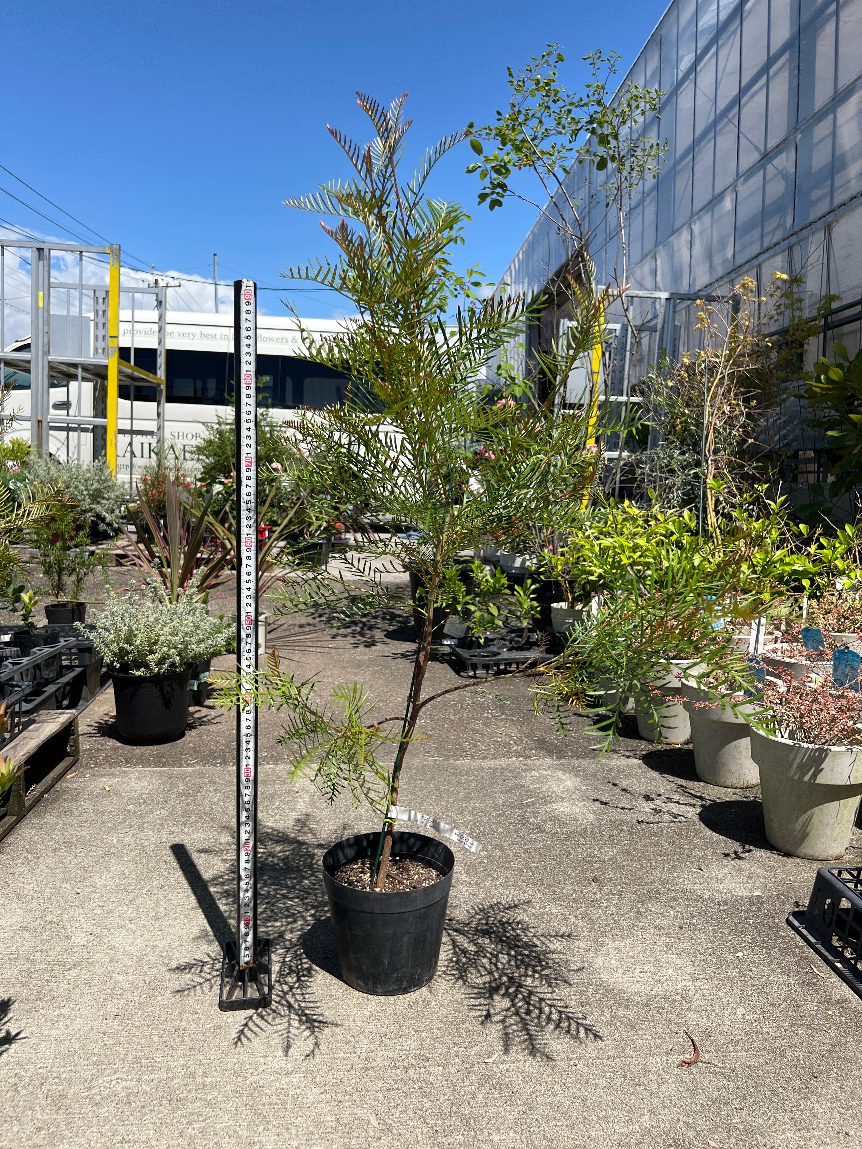 オージープランツ – 植物家族