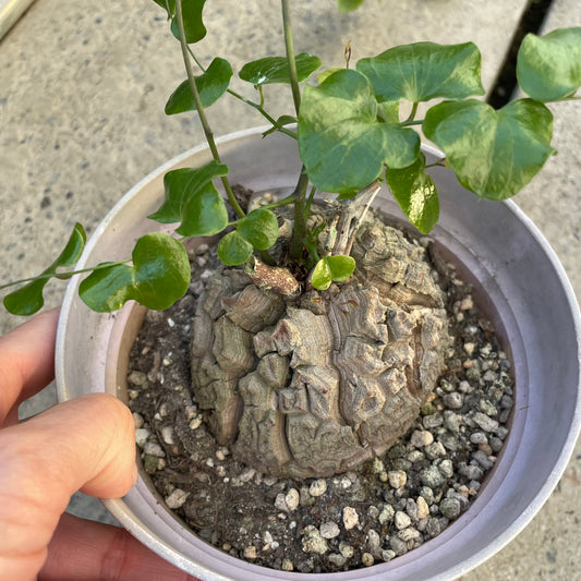 農場創業祭 No.18225　アフリカ　亀甲竜