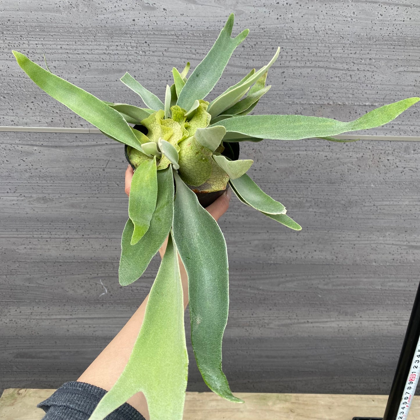 No.1308　ビカクシダ　ヴィーチ　5号苗ポット