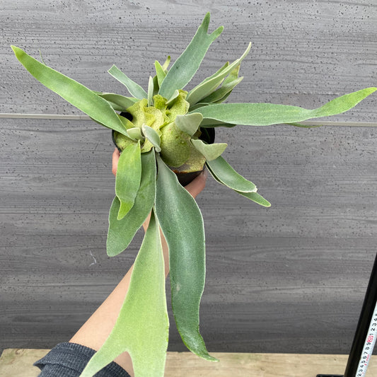 No.1308　ビカクシダ　ヴィーチ　5号苗ポット