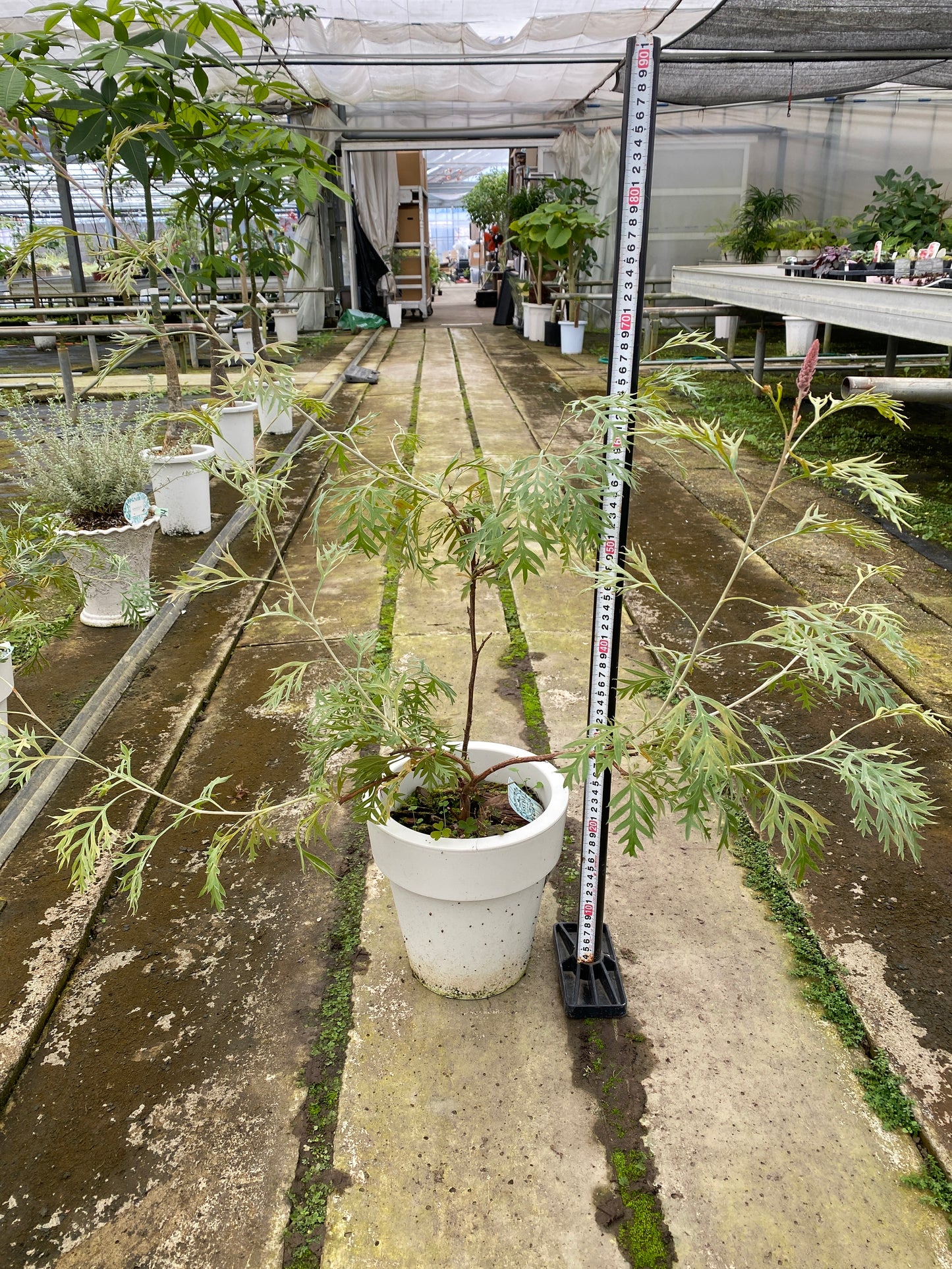 農場創業祭 No.26106　グレビレア　ロビンゴールド　7号おすすめ白ポット