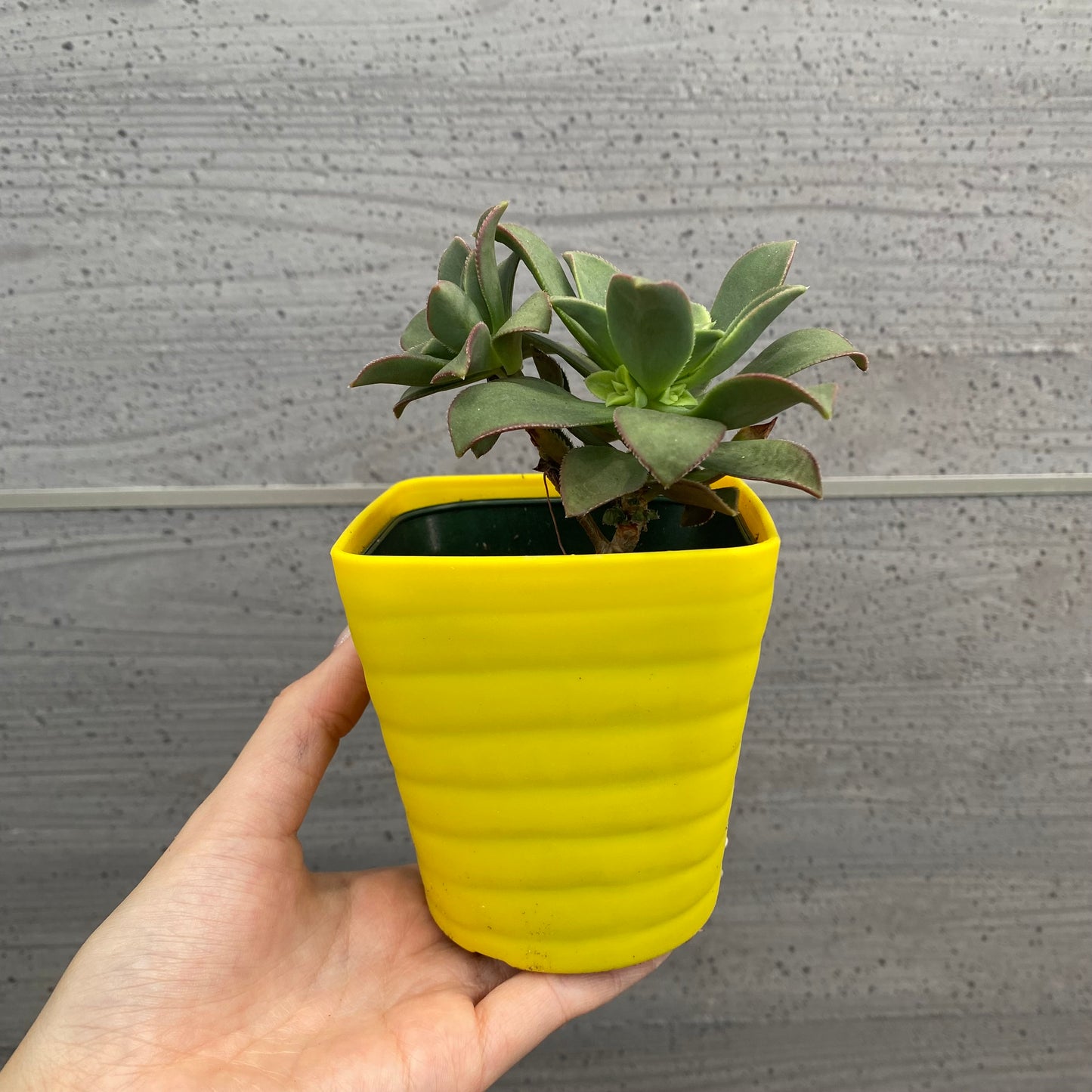 No.08004　多肉植物　5点セット