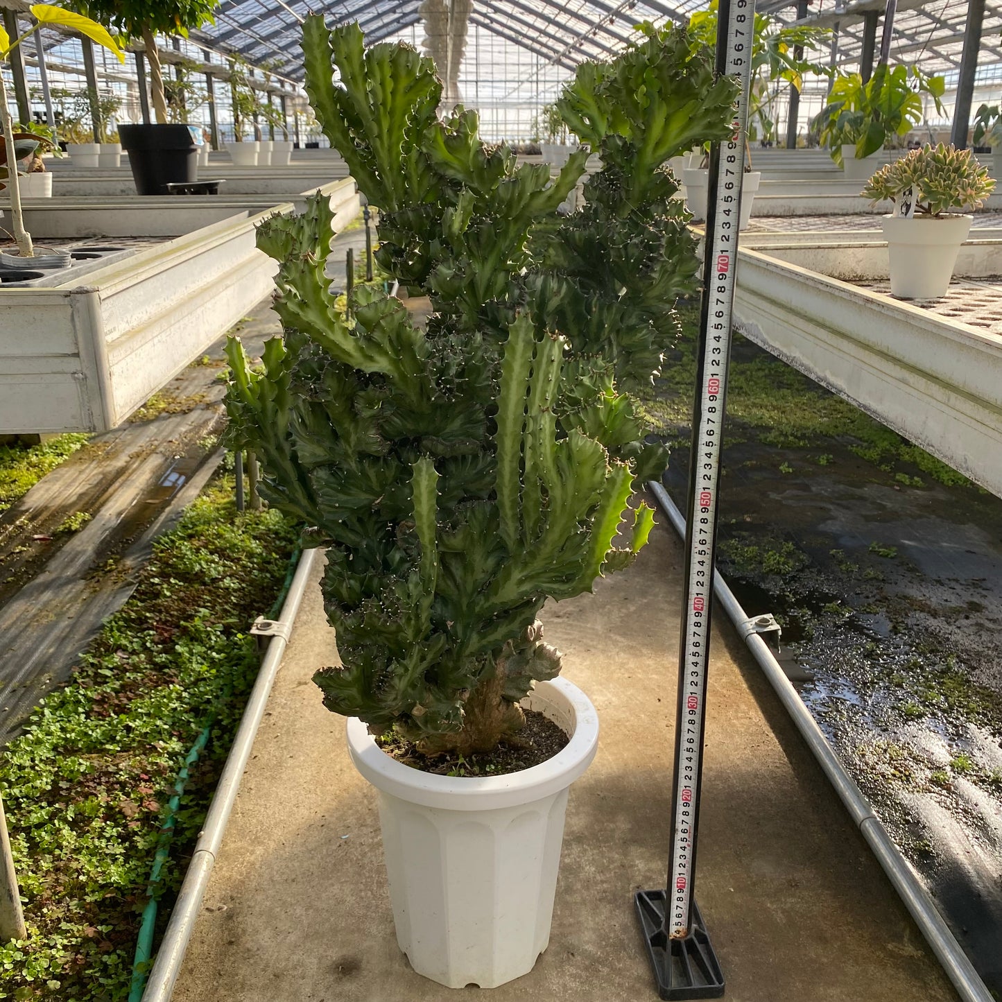 06056　ユーフォルビア　ラクテア　8号鉢