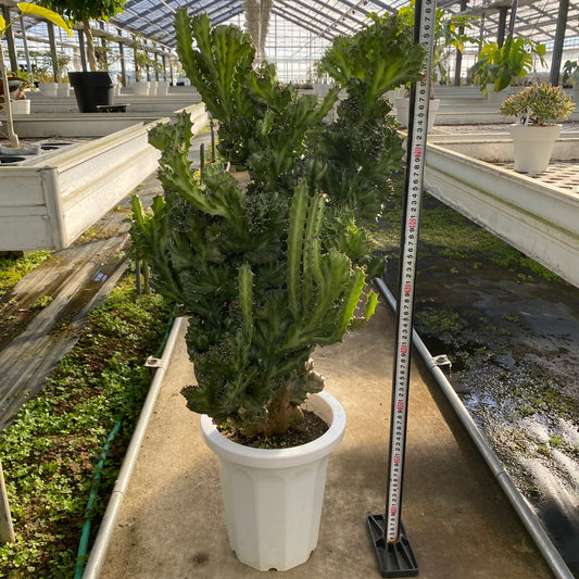 06056　ユーフォルビア　ラクテア　8号鉢