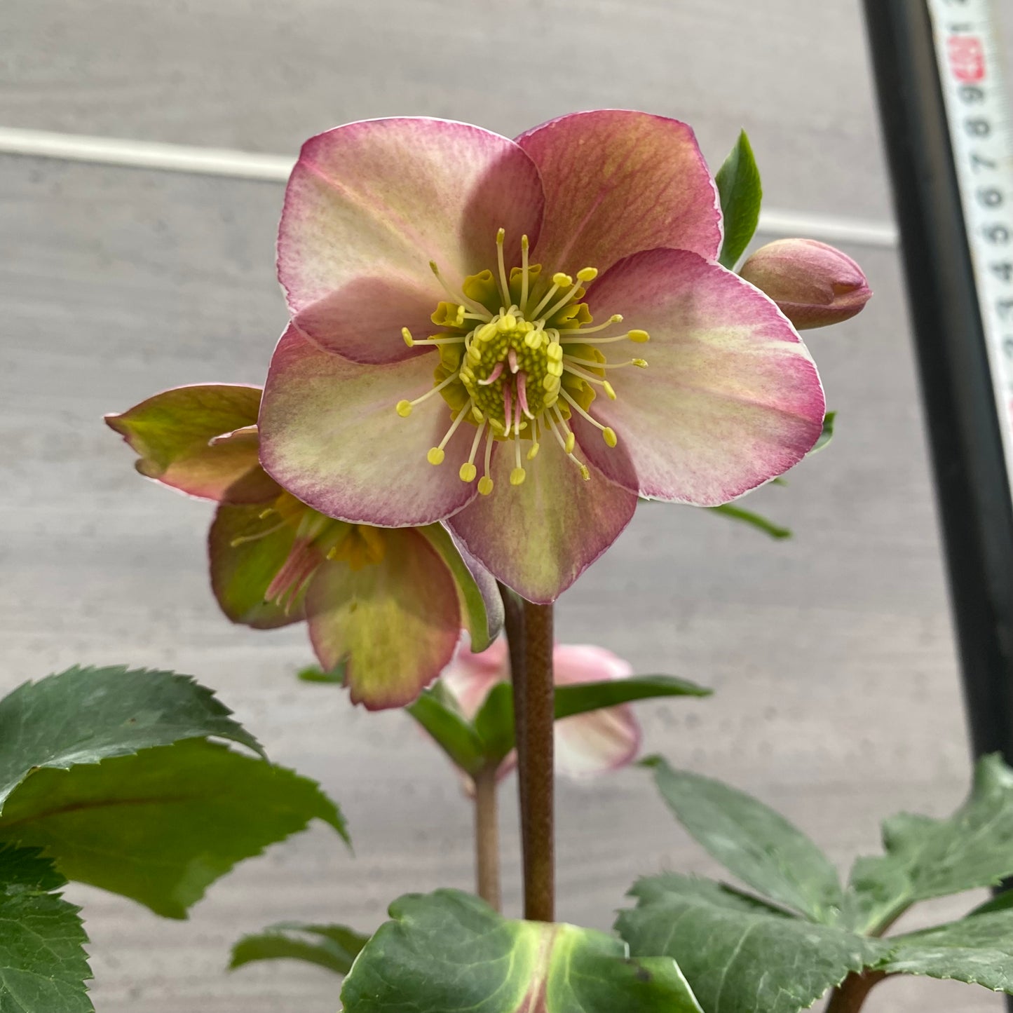 市場仕入れ即売会　No.25089　クリスマスローズ　氷の薔薇　アーリーローズ　4号鉢