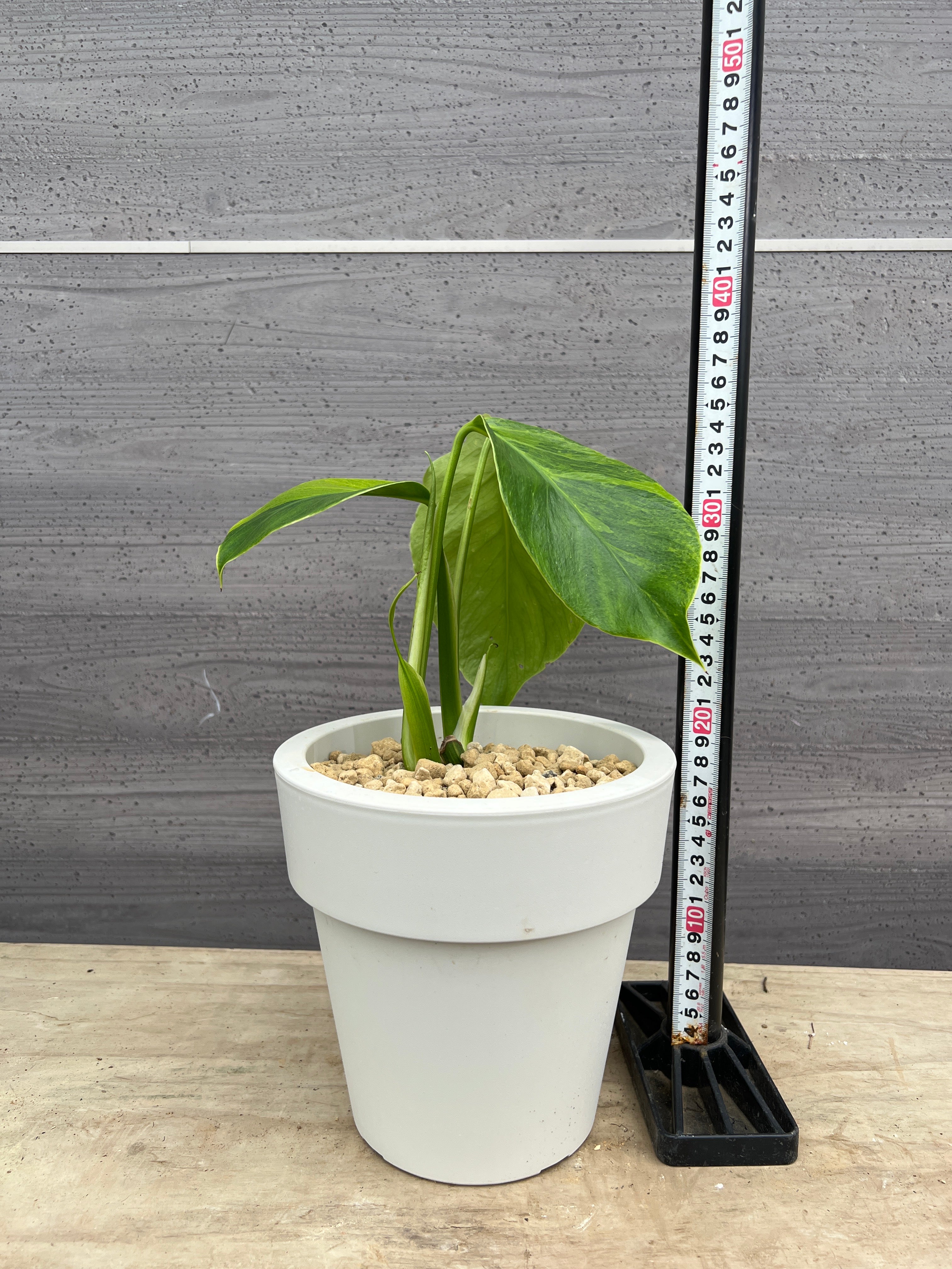 社長植栽☆モンステラ オーレア 6号おすすめ白ポット – 植物家族