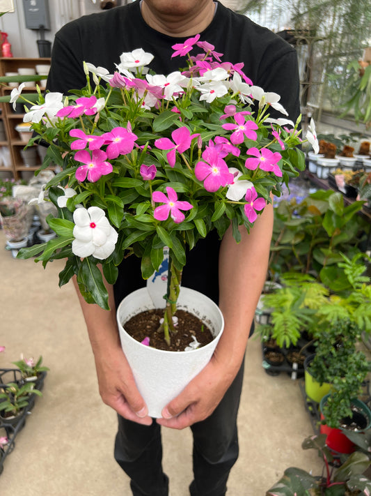 即売会SALE　No.28015　ニチニチソウ　琵琶湖の彩　スタンド仕立て　6号鉢