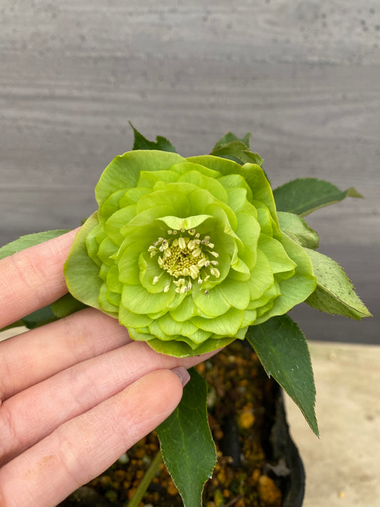 No.05122 横山園芸★クリスマスローズ プリマドレス 5号苗ポット