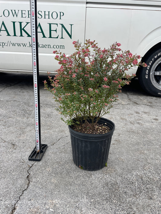 No.26025　ブルーベリー　インディゴブルー　7号苗ポット