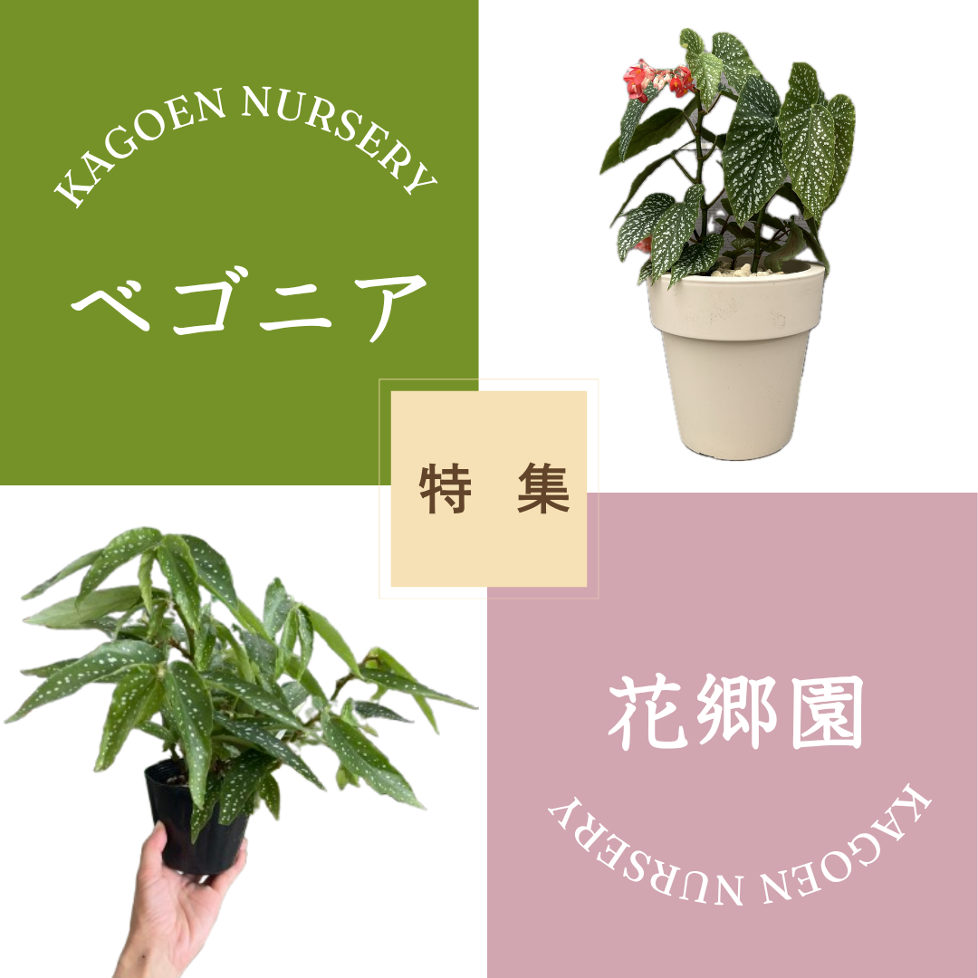 花郷園さんコラボ★木立性ベゴニア特集！！各１点ずつのみ植替え済みもあります♪詳細な説明はYouTubeライブにて！