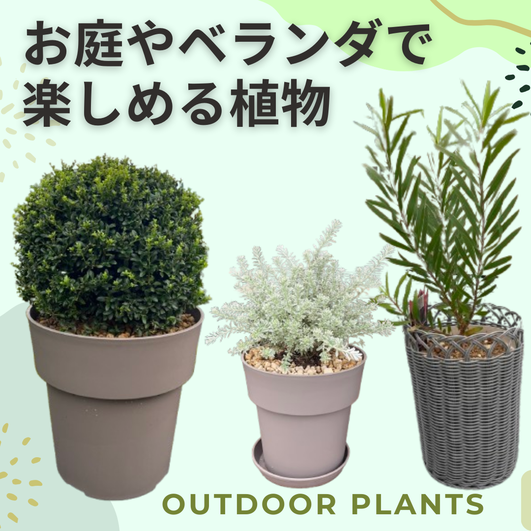 季節の移ろいとともに、表情を変える たくましいグリーン！