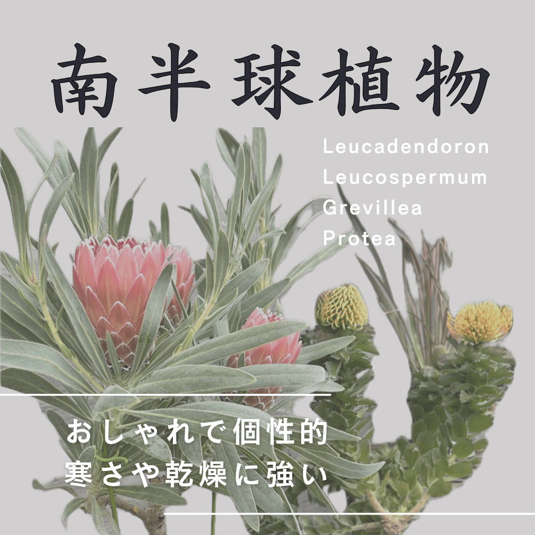 大人気南半球植物に挑戦してみませんか★育て方や置き場所など詳しくはYouTubeライブへ！