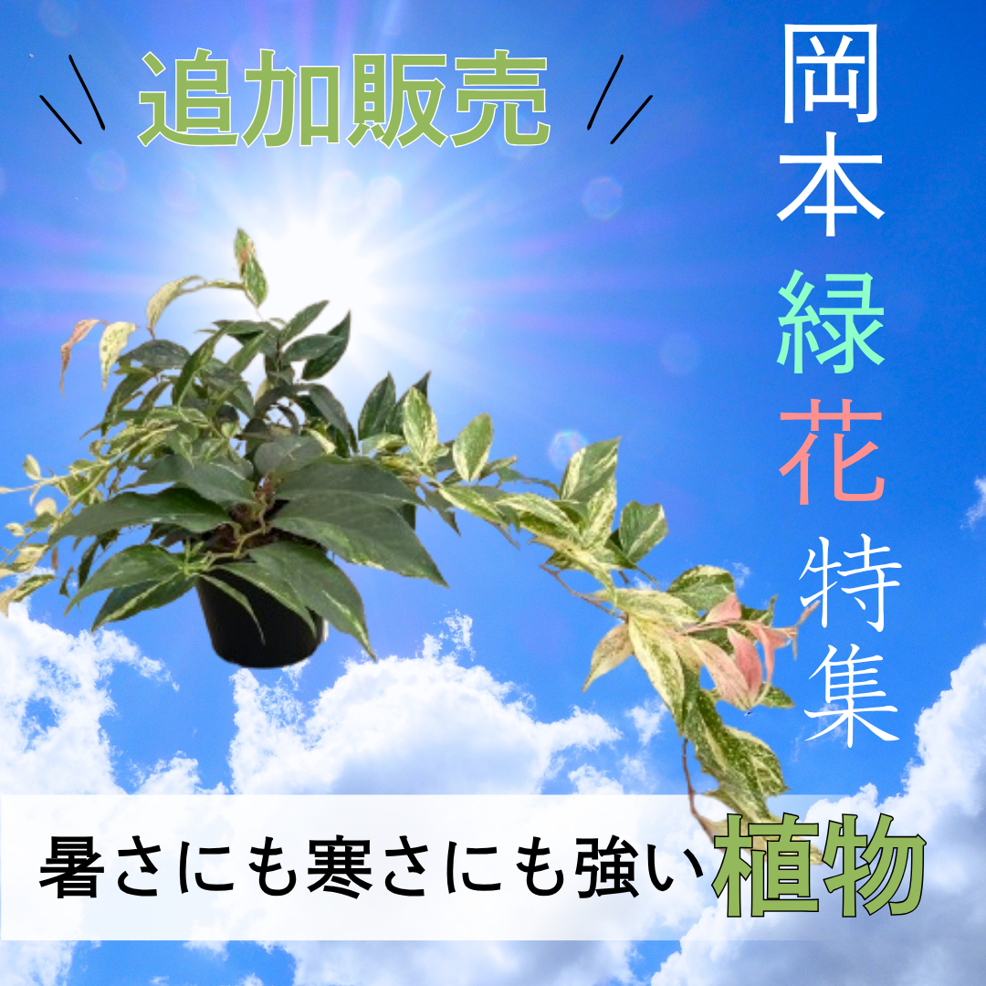 ⑲大きめ苗! 子株2こ付きそわそわ❣️祭囃子❣️群生ちょこん❣️6苗メルカリ便込 ⑲大きめ苗! 子株2こ付きそわそわ❣️祭囃子❣️群生ちょこん