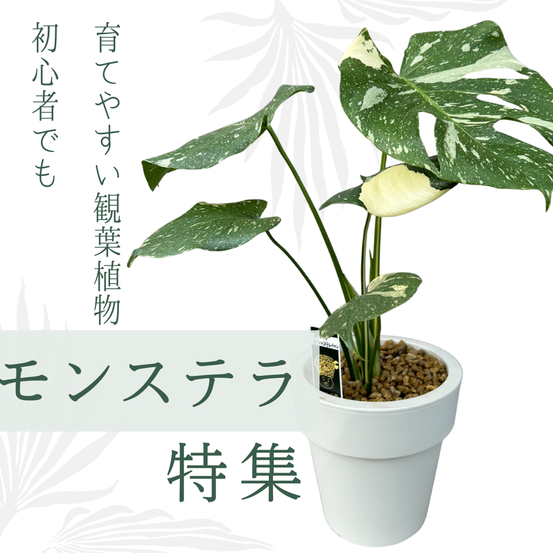 プ*ア様 ☘️超特大株❤️開花株❤️6号❤️根ガンガンパンパン440【ATLAS 植物家族