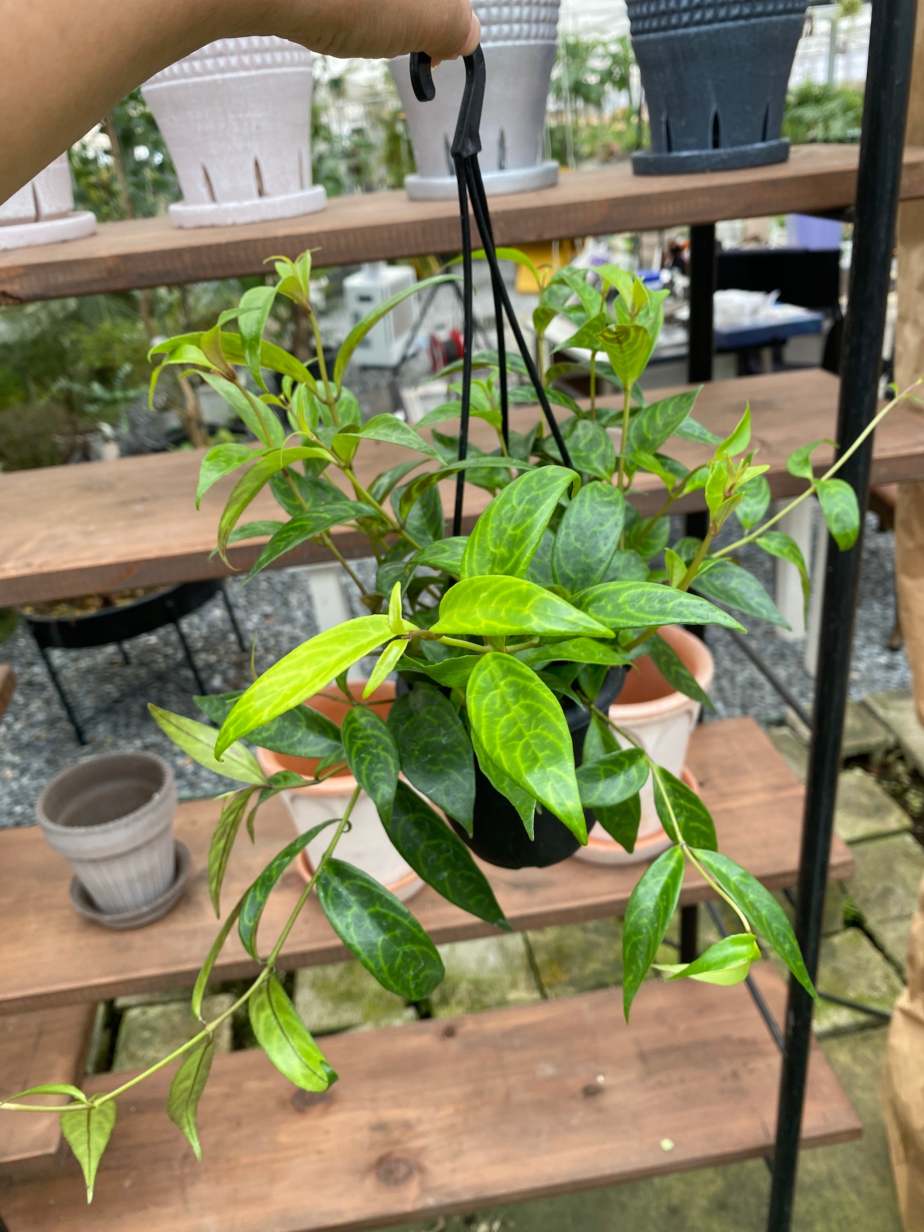 セボンスター　植物 Pickup 全ての商品 – 植物家族