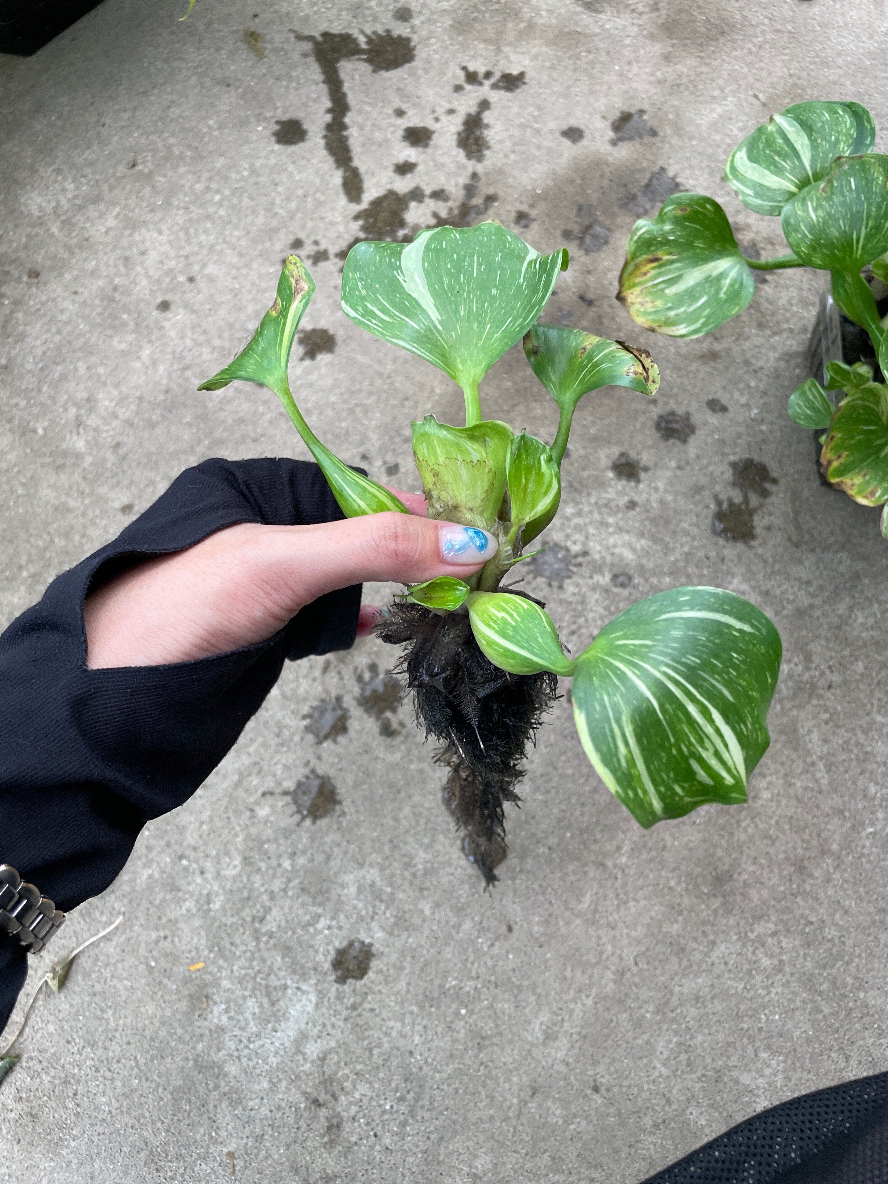 No.14029 ホテイアオイ 1パック – 植物家族