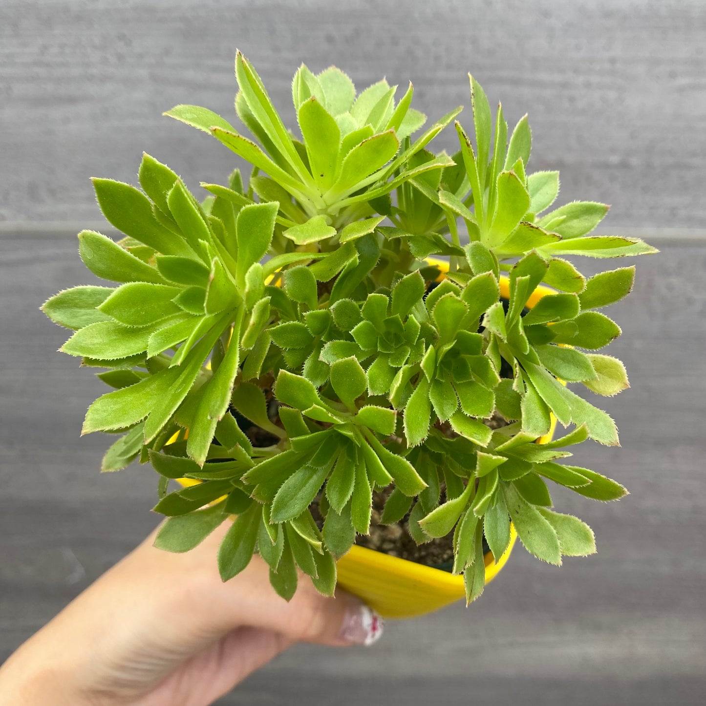 No.08003　多肉植物　5点セット