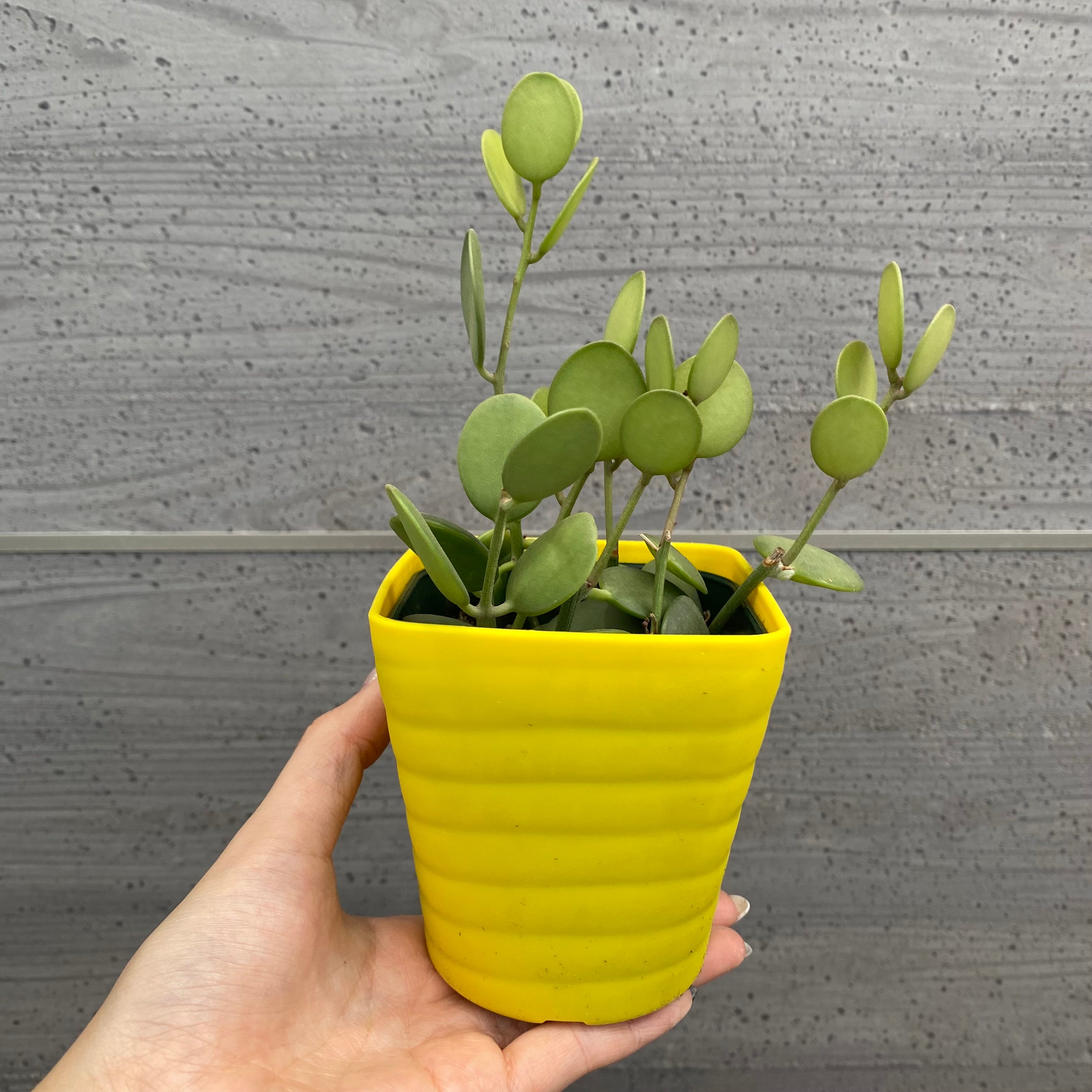 No.08004 多肉植物 5点セット – 植物家族