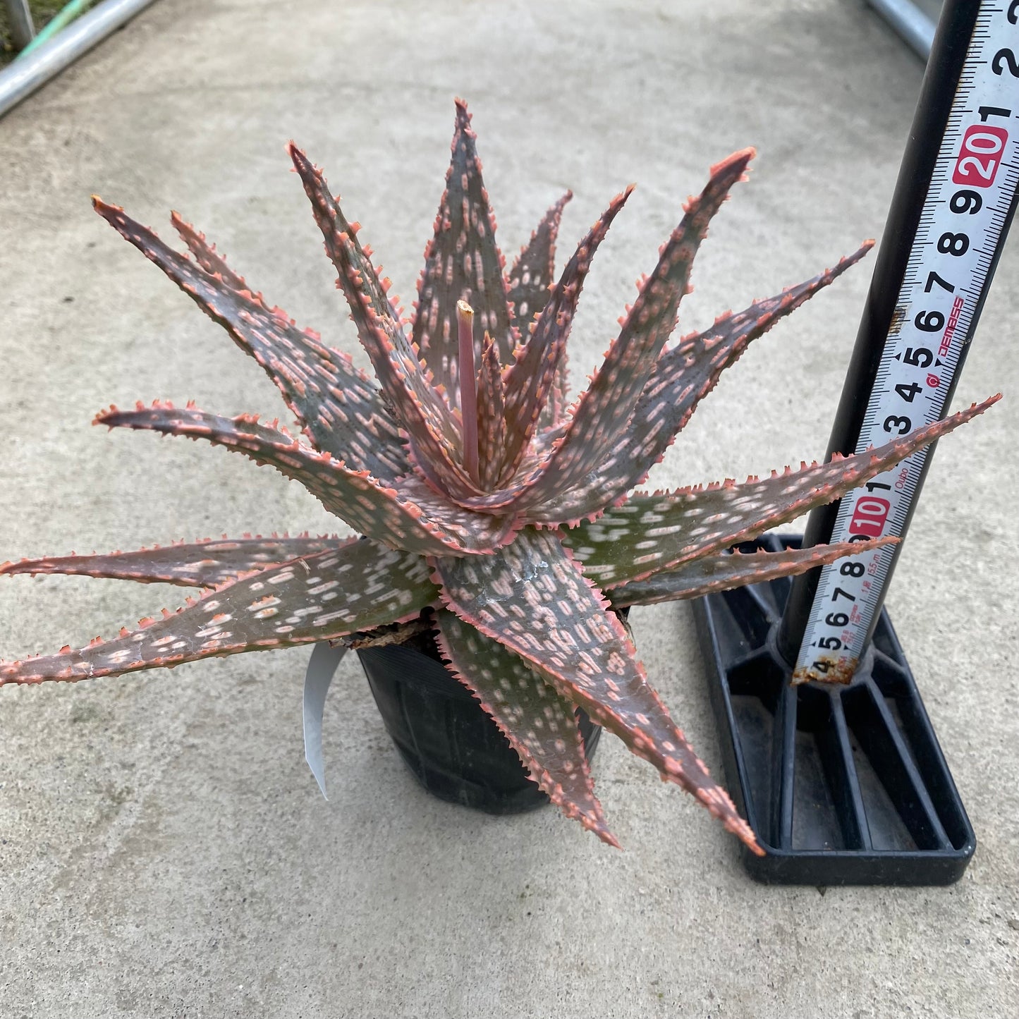 06045　アロエ　E