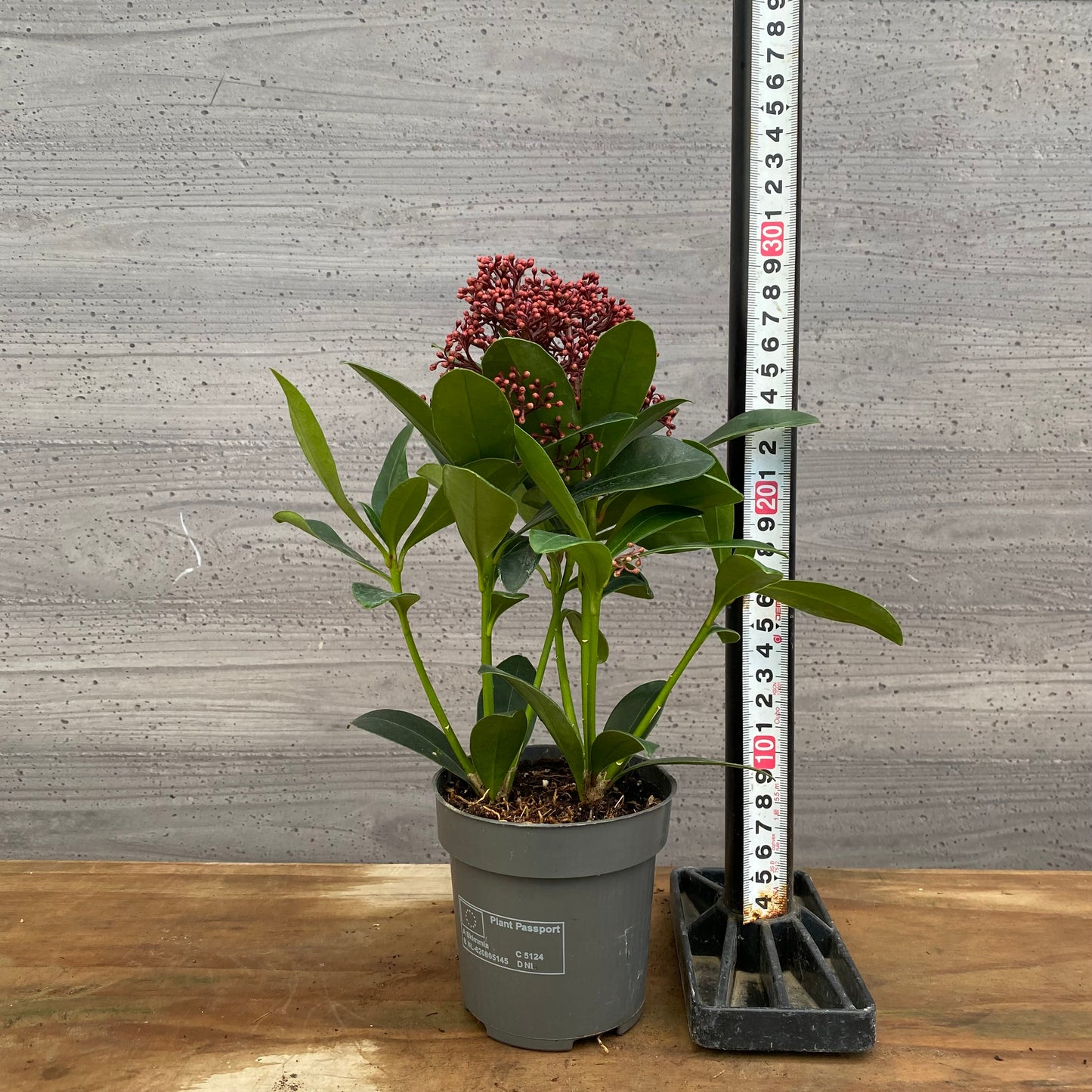 市場仕入れ即売会　No.25071　深山スキミア　ルベラ　3号鉢