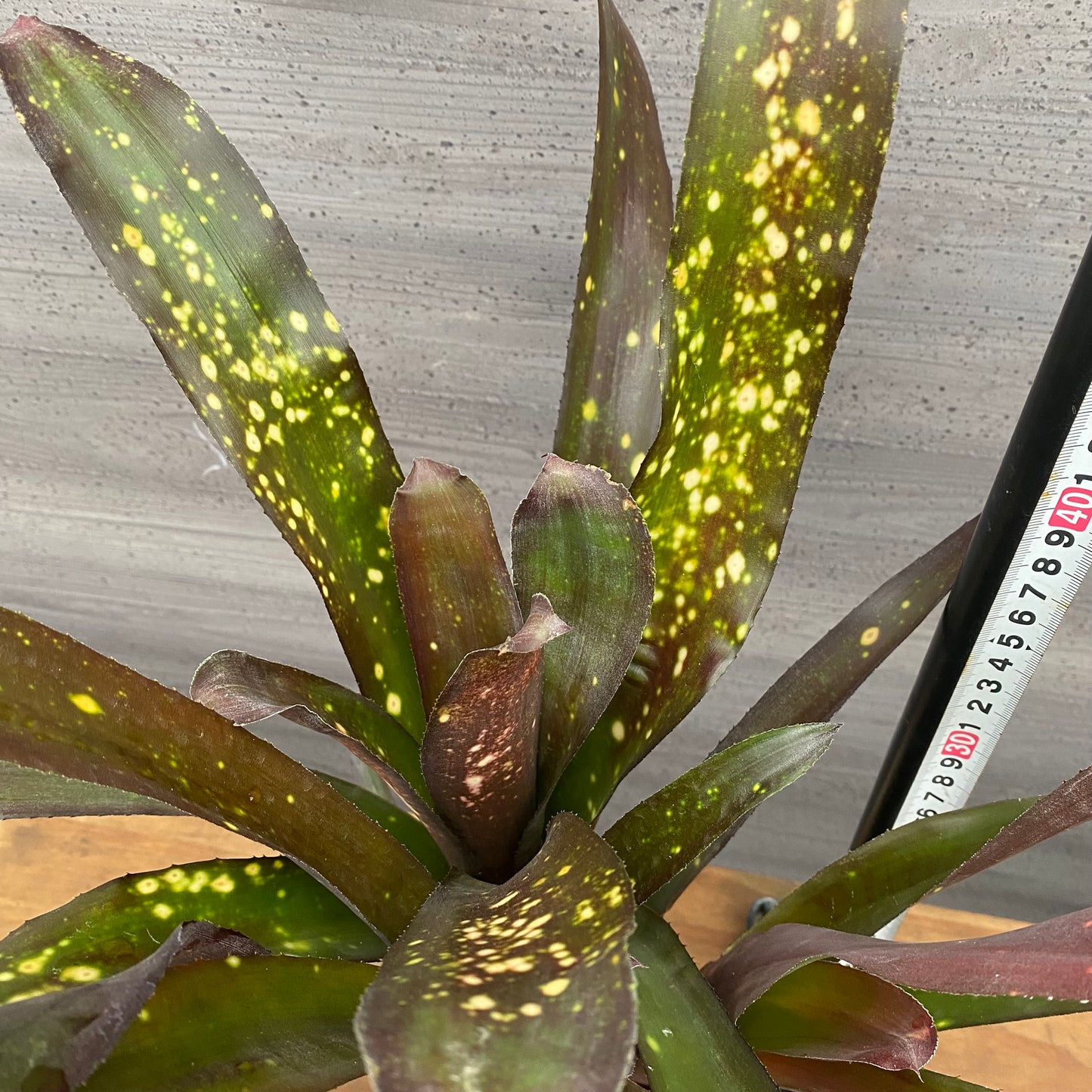 市場仕入れ即売会　No.25030　ビルベルギア　ハイブリッド　3.5号鉢