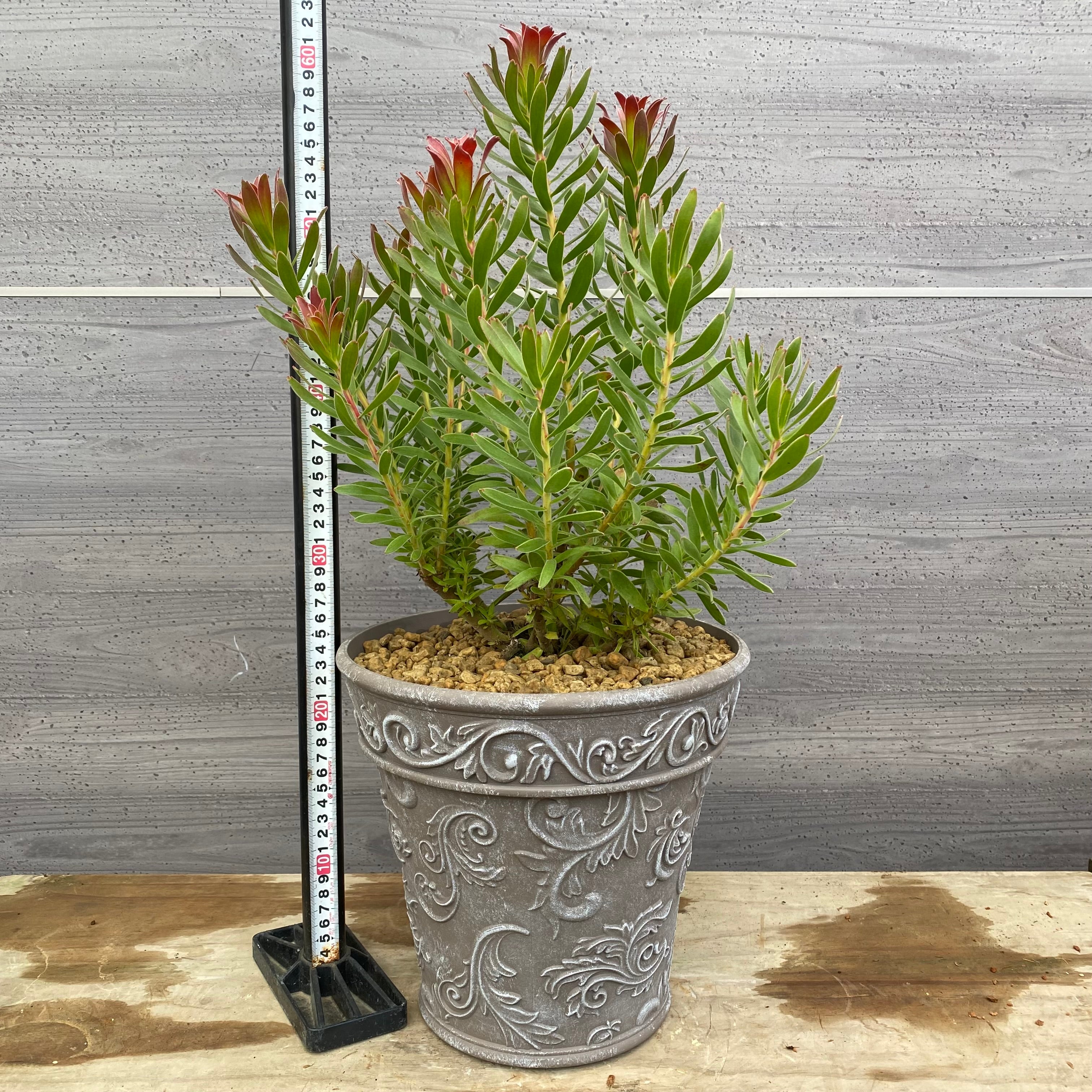 植物 – 植物家族