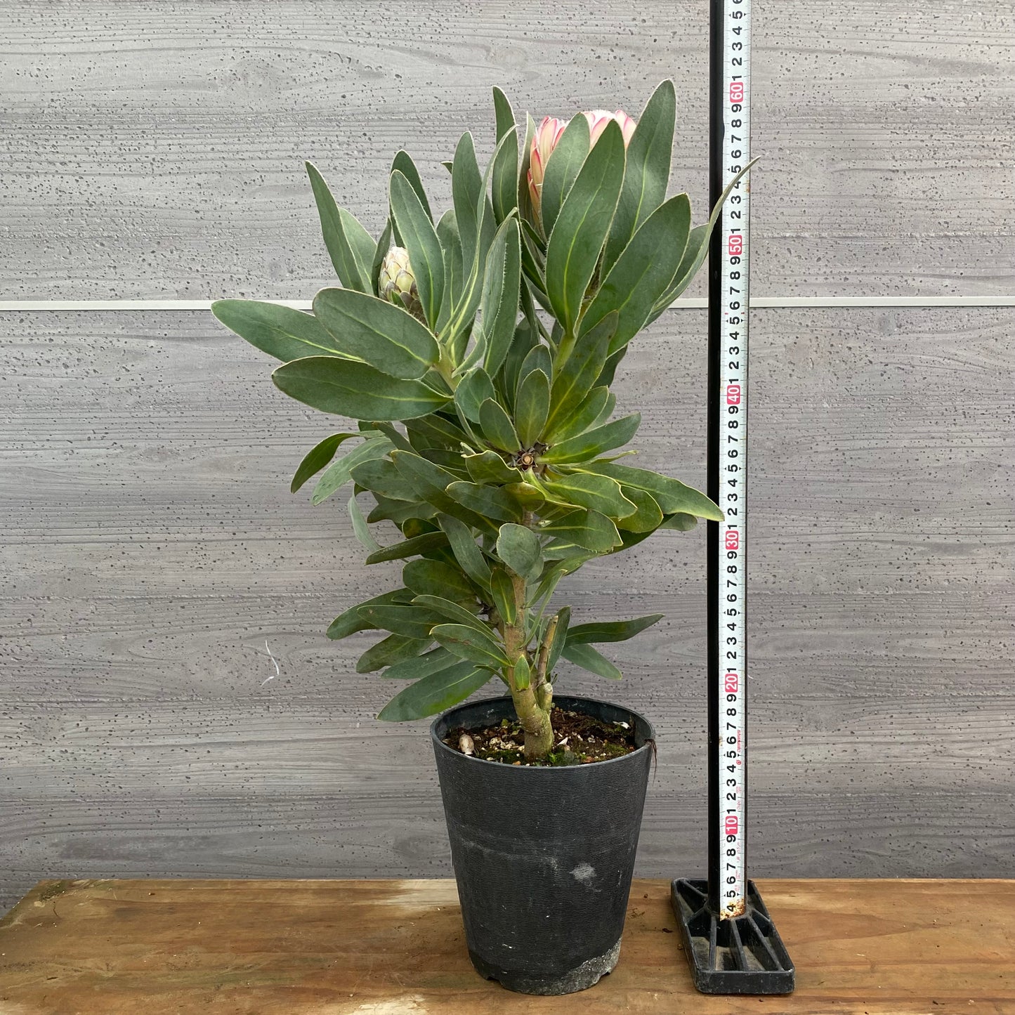 市場仕入れ即売会　No.25080　プロテア　スザーラ　5号鉢