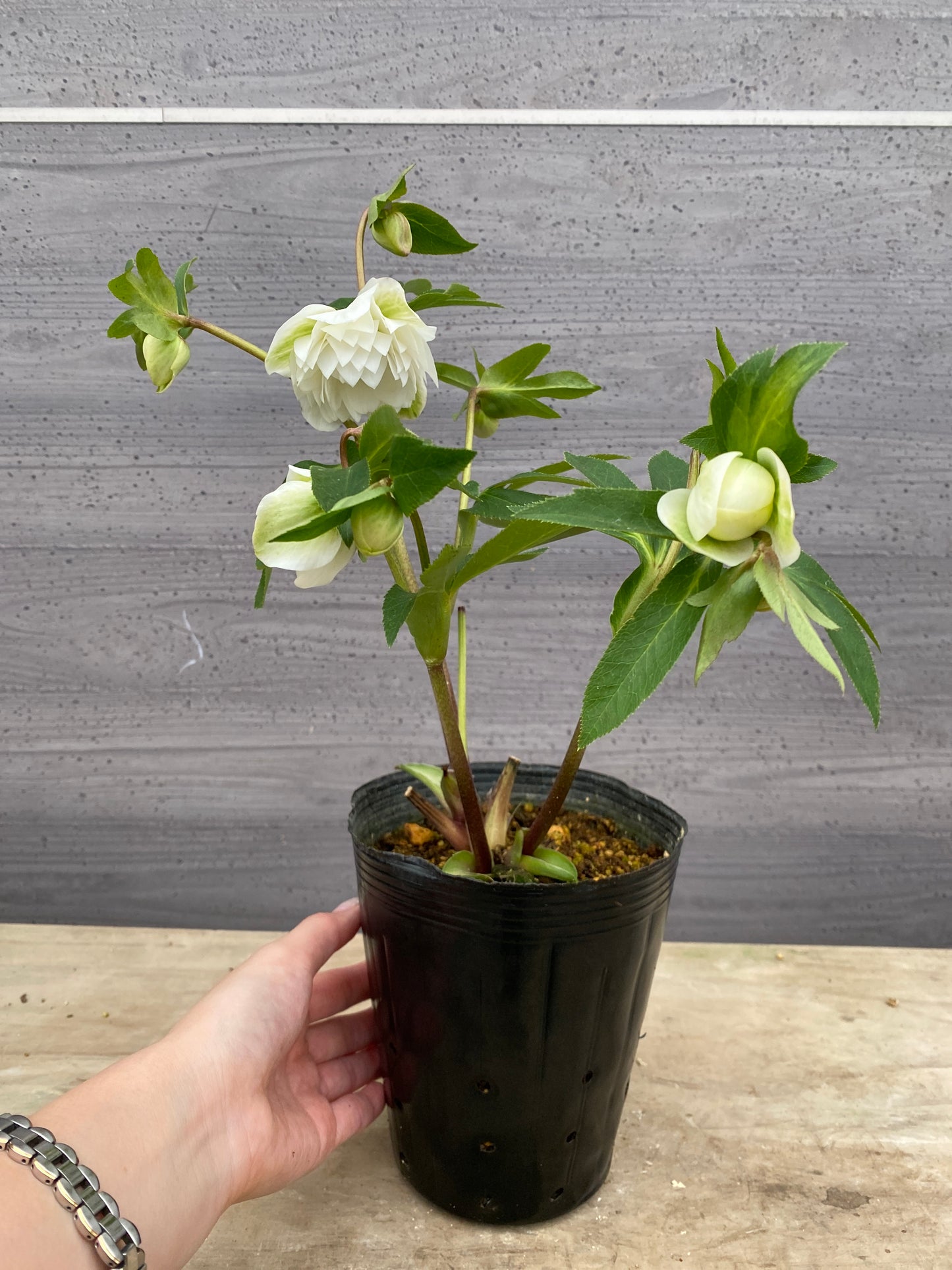 No.05109　横山園芸★クリスマスローズ　プリマドレス　5号苗ポット