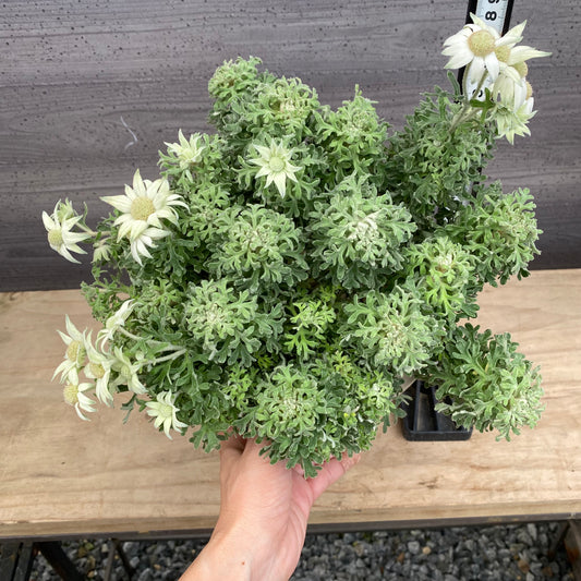 __noon__25様売約★フランネルフラワー 7号オリジナルポット