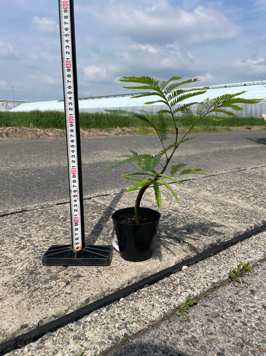 No.17011 エバーフレッシュ 4号鉢