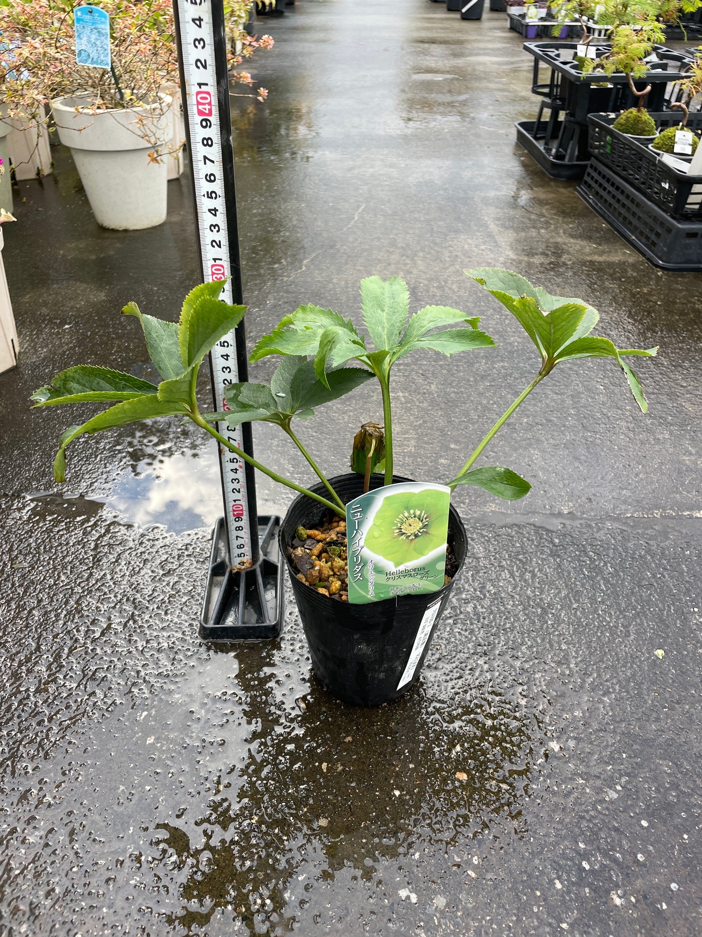 M34　クリスマスローズ　グリーン　4.5号苗ポット