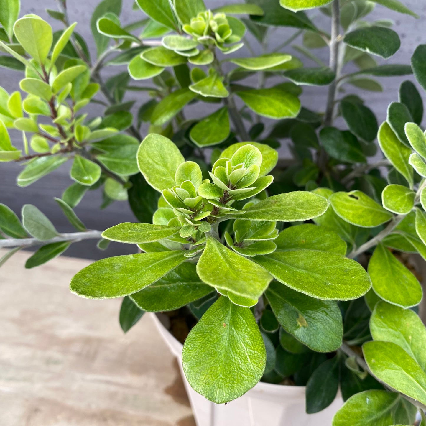 ピットスポルム　クラッシフォリウム　６号スリット鉢/オリジナル色