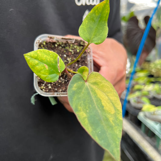 URBAN JUNGLE特集★U05　アンスリウム　ダークフェニックス斑入り　2号鉢