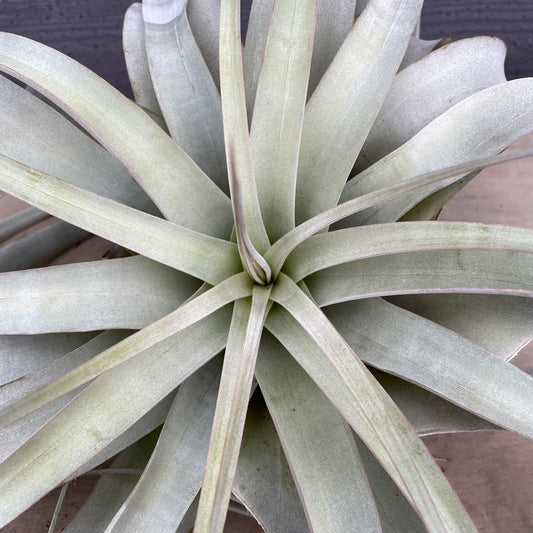 No.12044　ティランジア　キセログラフィカ