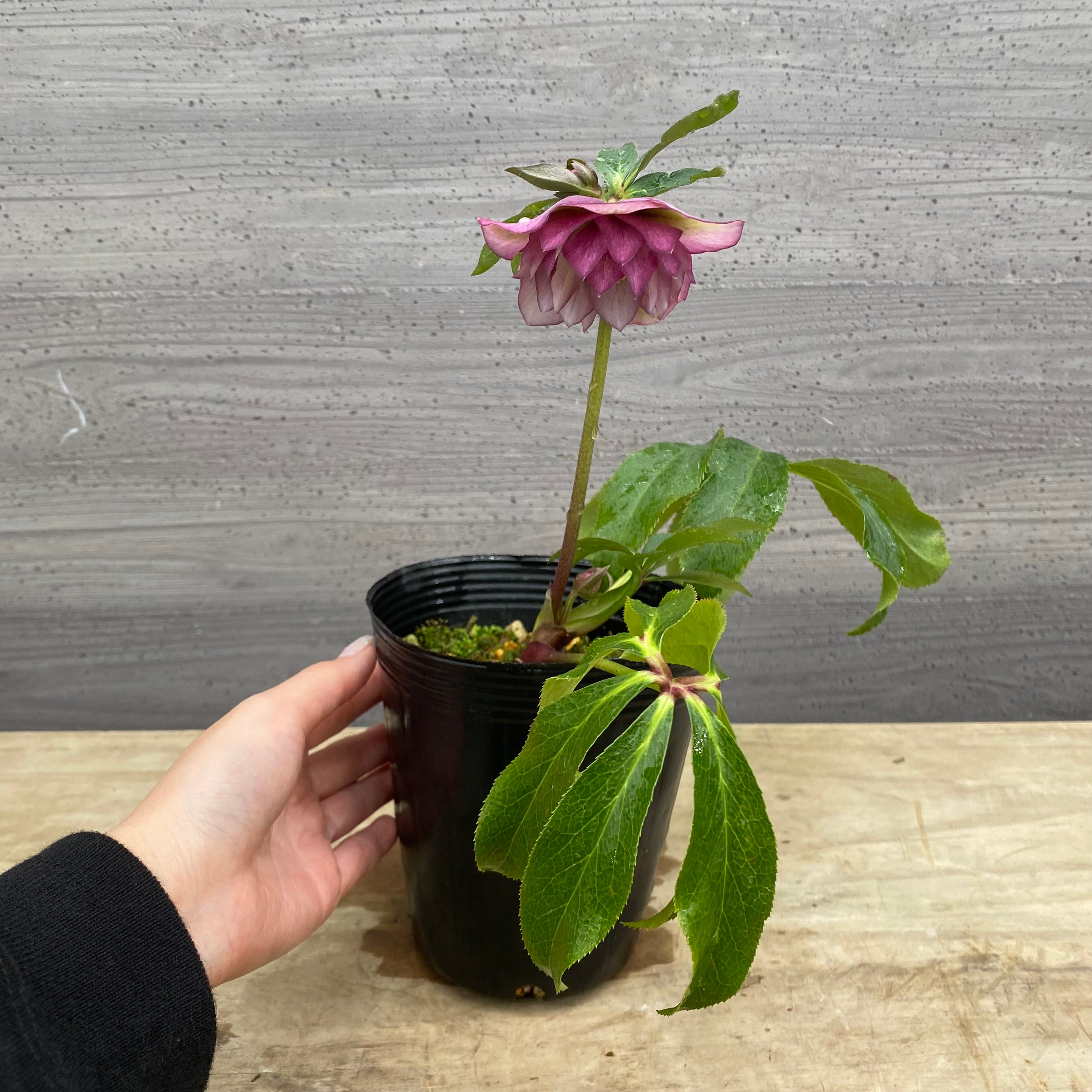 即売会 No.27083 クリスマスローズ ダブル咲き 4号苗ポット – 植物家族