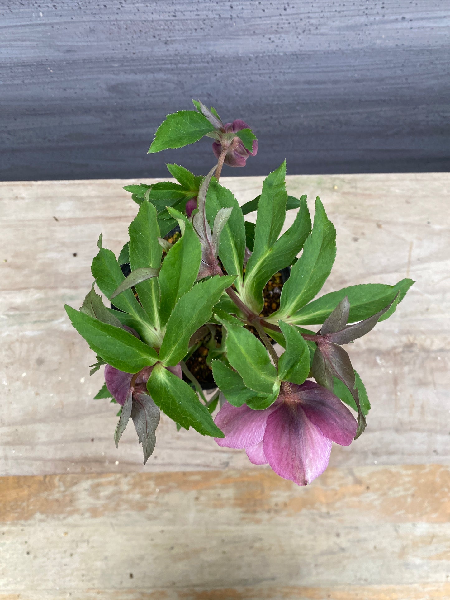 No.05110　横山園芸★クリスマスローズ　プリマドレス　5号苗ポット