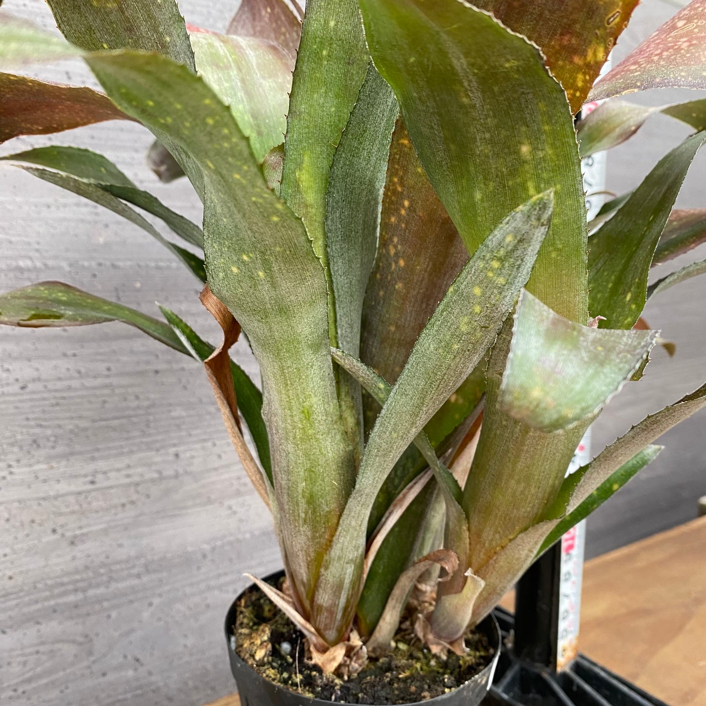 市場仕入れ即売会　No.25027　ビルベルギア　テキーラサンセット　3.5号鉢