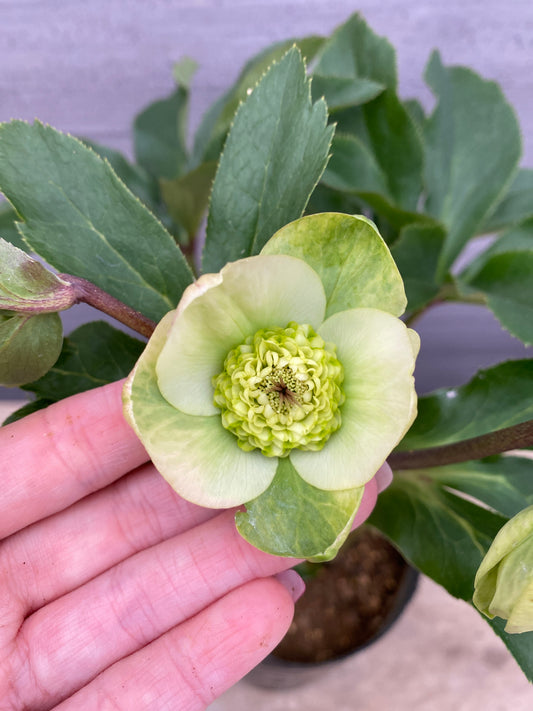 No.05095 横山園芸★クリスマスローズ プリマドレス 5号苗ポット