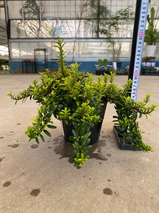 岡本緑花特集 ユオニマス ハピネス 5号苗ポット