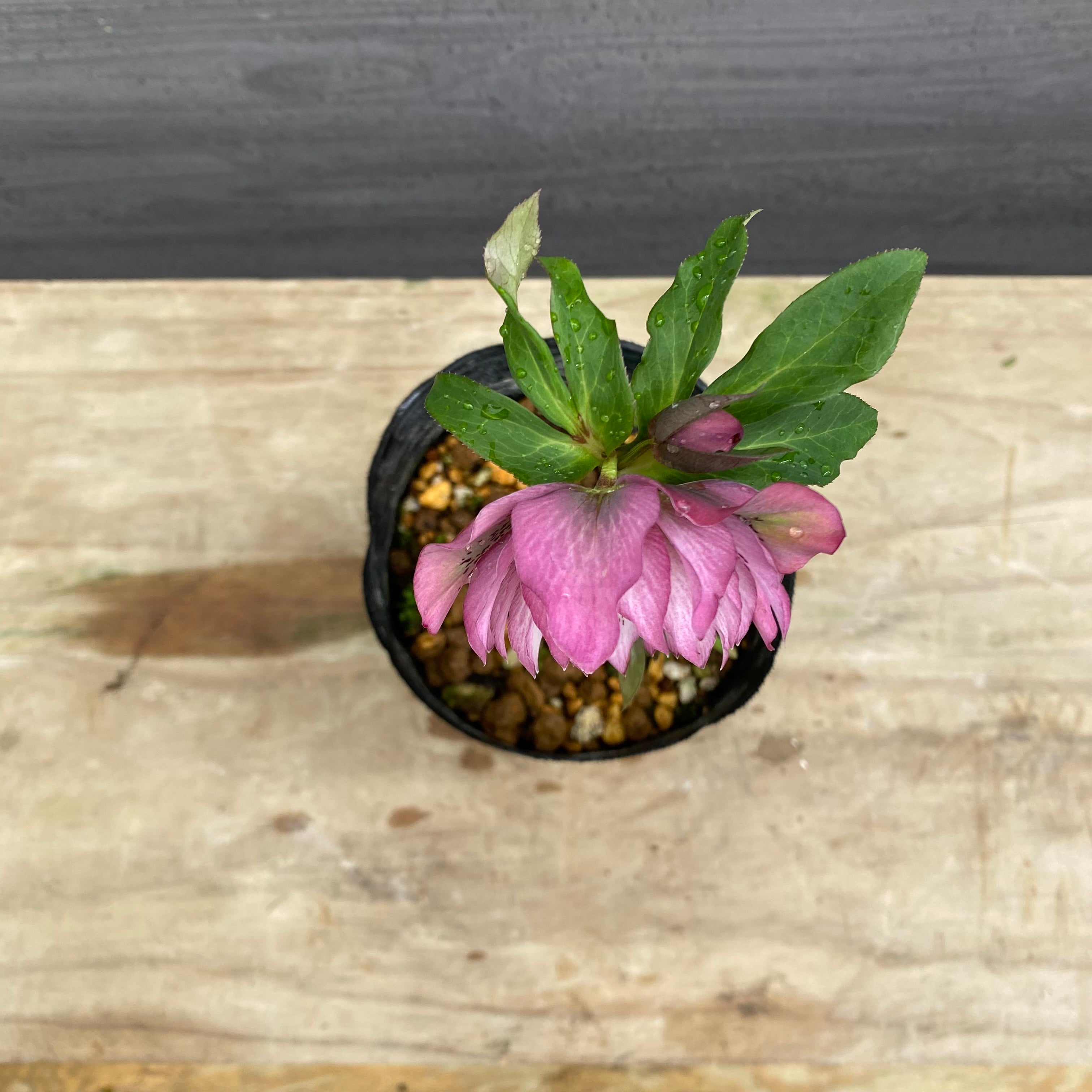 即売会 No.27092 クリスマスローズ ダブル咲き 4号苗ポット – 植物家族