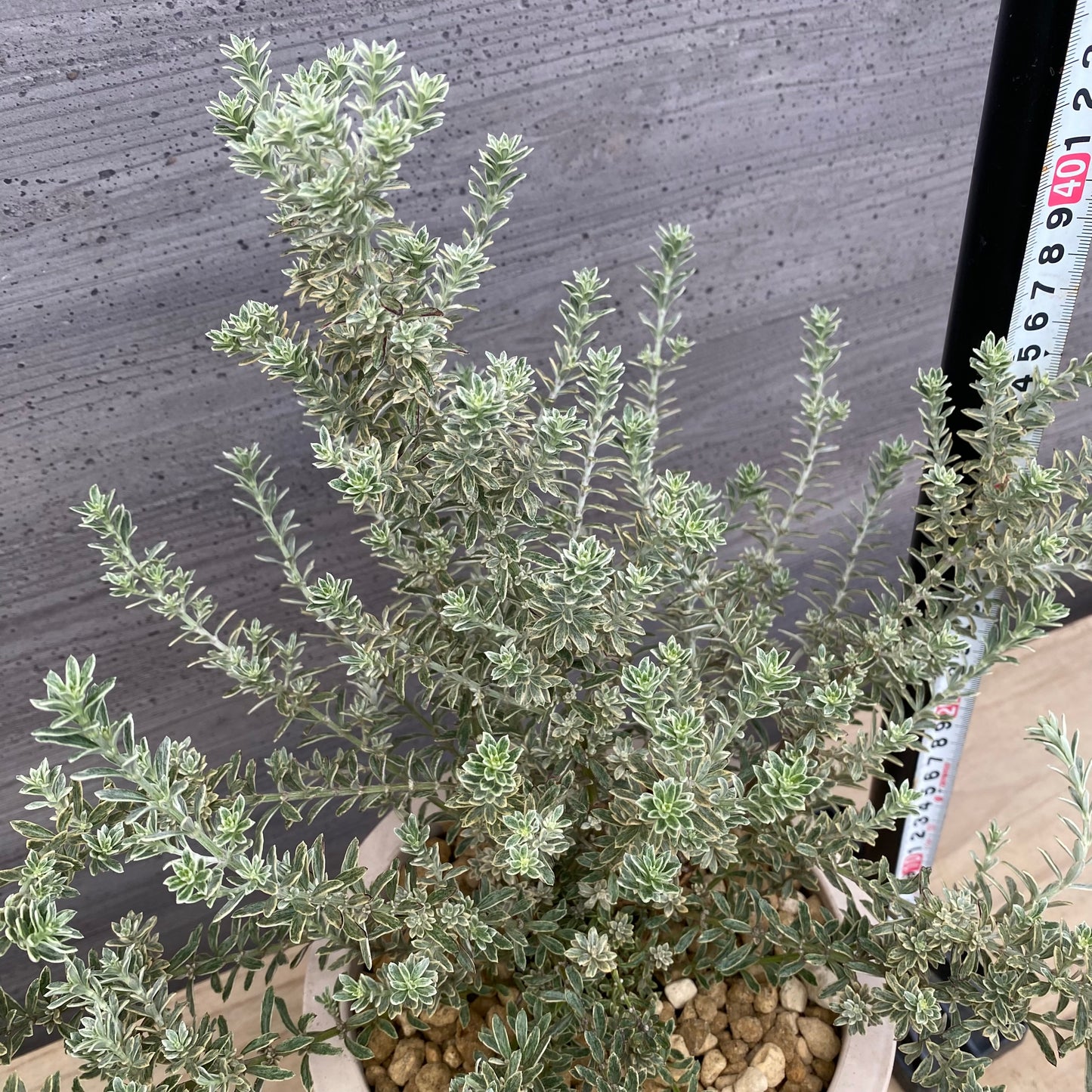 ウエストリンギア　スモーキーホワイト　オリジナルポット