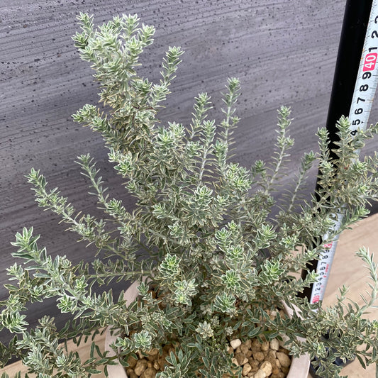 ウエストリンギア　スモーキーホワイト　オリジナルポット