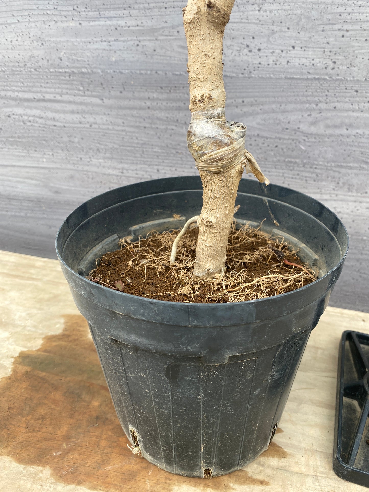 No.1311　ライラック　マダムレモイネ　6号鉢