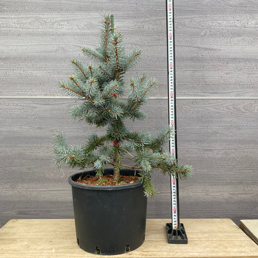 ピセア　プンゲンス　ホプシー　9号鉢