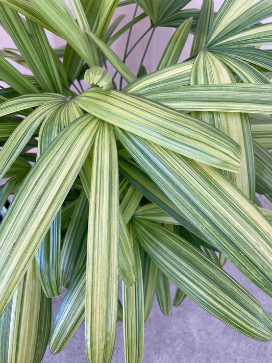 No.17001　カンノンチク　7号鉢