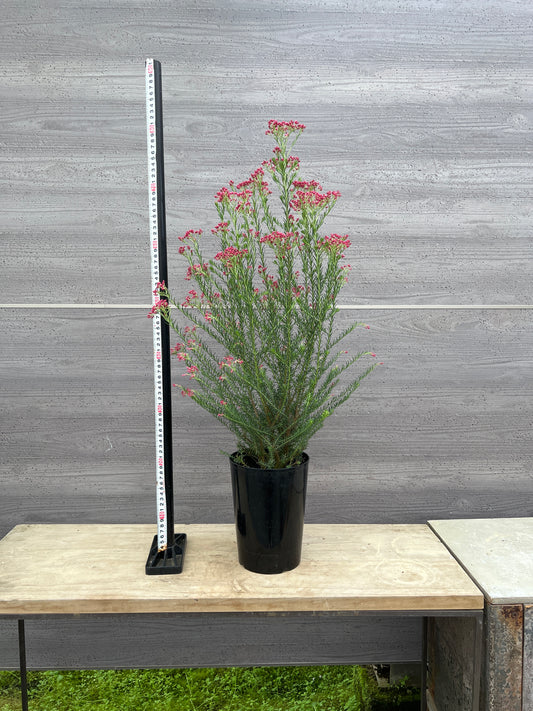 No.03007　ライスフラワー　ロイヤルピンク　5号鉢