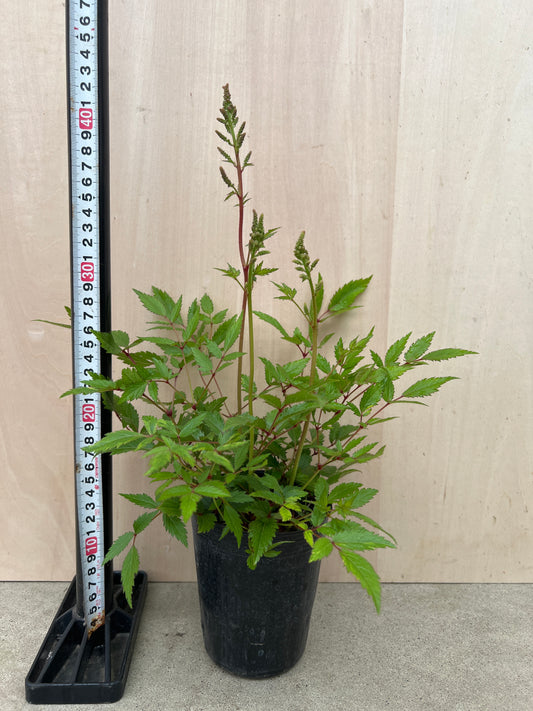 No.31015　アスチルベ　ショースター　3.5号苗ポット