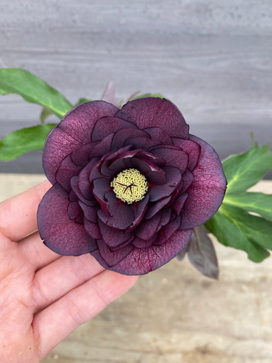 No.05112　横山園芸★クリスマスローズ　プリマドレス　5号苗ポット